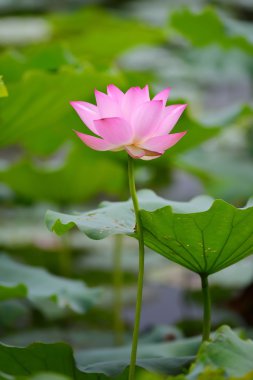 çiçek açan lotus çiçeği