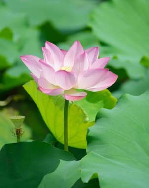 çiçek açan lotus çiçeği
