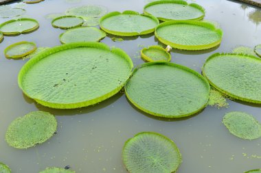 büyük kayan lotus, dev amazon nilüfer, victoria amazonia