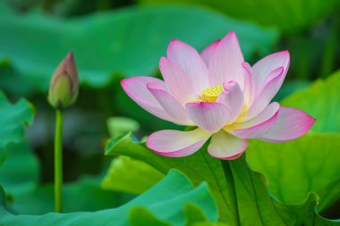 çiçek açan lotus çiçeği