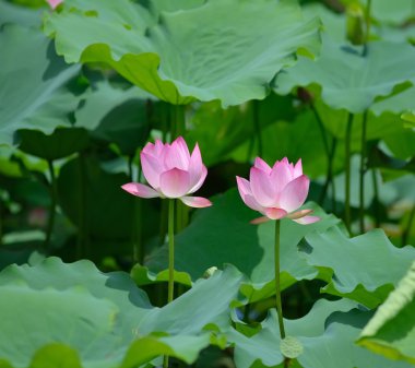 çiçek açan lotus çiçeği