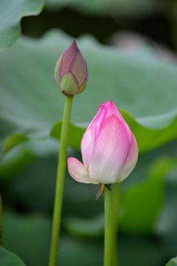 çiçek açan lotus çiçeği