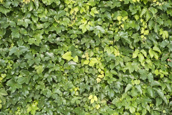 Ivy leaves isolated on a white background — Stock Photo, Image