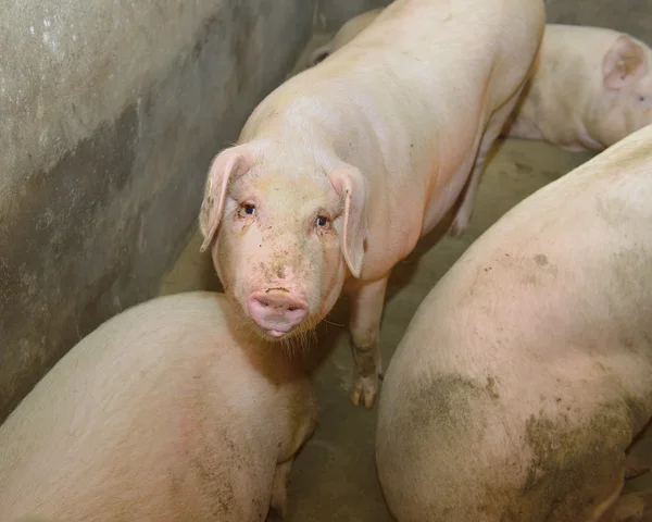 Biggen op boerderij — Stockfoto