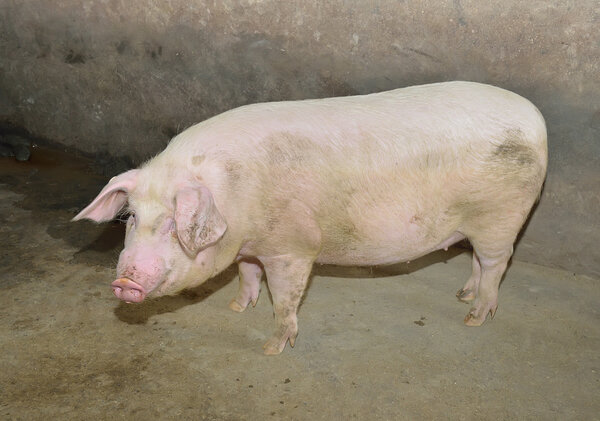 piglets at farm