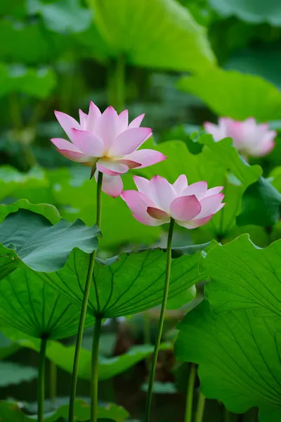 Blooming lotus flower — Stock Photo, Image