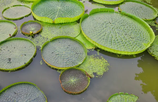 Enorme loto galleggiante, Gigante ninfee amazzonica, Victoria amazonia — Foto Stock