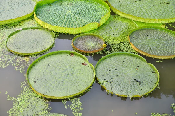 Огромный плавающий лотос, гигантская Амазонка водяная лилия, Виктория амазонка — стоковое фото