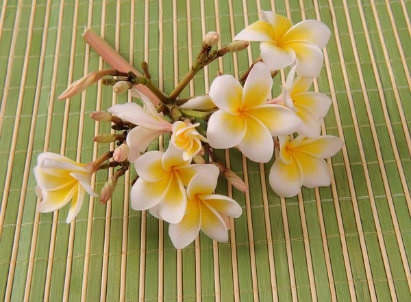 Plumeria flores aisladas en blanco — Foto de Stock