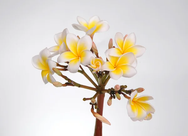 Plumeria blommor isolerad på vit — Stockfoto