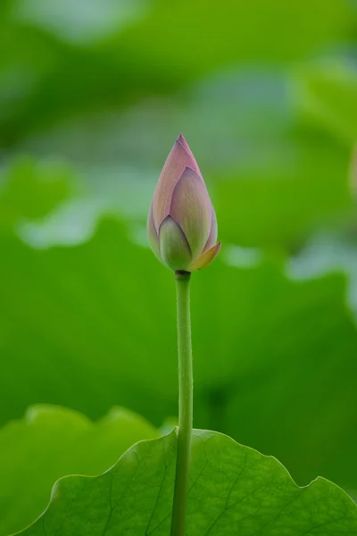 Blooming lotus flower — Stock Photo, Image