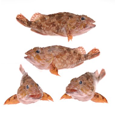 iskorpit