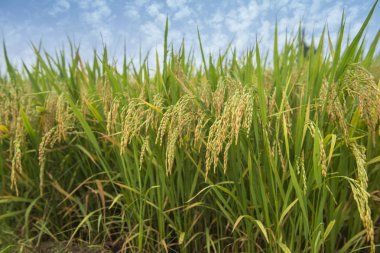 pirinç çeltik alanı olgunlaşma