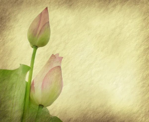 Water Lily on grunge textured background — Stock Photo, Image