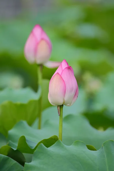 Blooming lotus flower — Stock Photo, Image