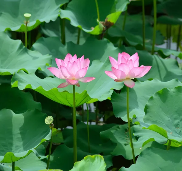 Blooming lotus flower — Stock Photo, Image