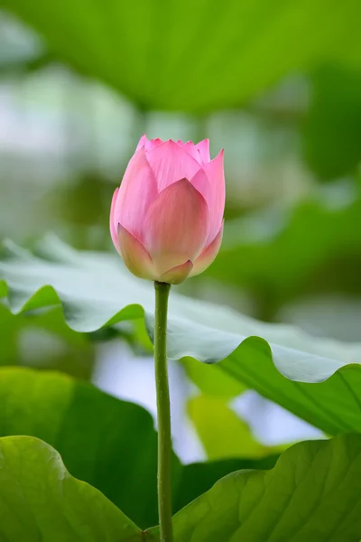 Blooming lotus flower — Stock Photo, Image