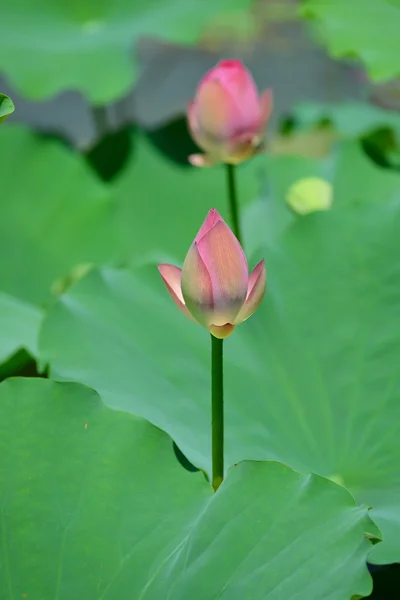 Fleur de lotus en fleurs — Photo