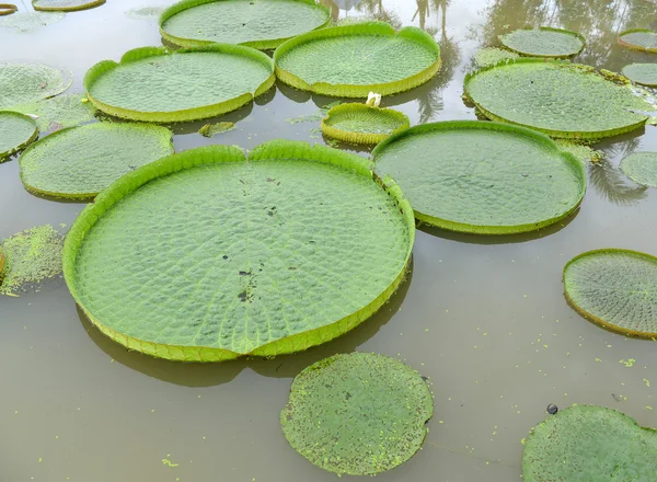 Lotus plutitor uriaș, crin amazonian gigant, Victoria amazonia — Fotografie, imagine de stoc