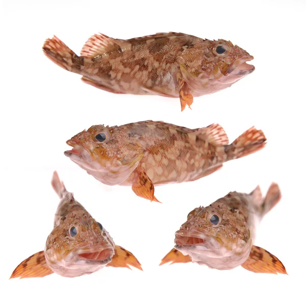 Scorpion fish — Stock Photo, Image