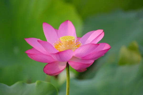 Affascinante fiore di loto nello stagno — Foto Stock