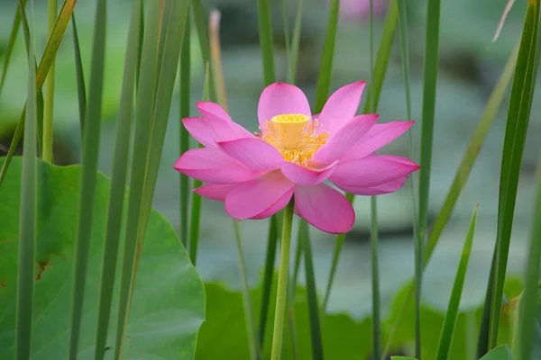 Affascinante fiore di loto nello stagno — Foto Stock