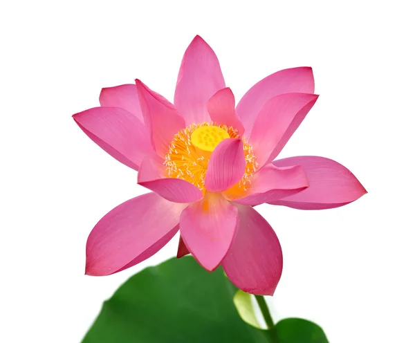 Charmerende lotus blomstre i dammen - Stock-foto