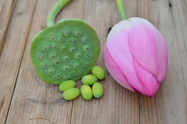 Kwiat lotosu, Lotos świeżych nasion z plantacji Lotos — Zdjęcie stockowe