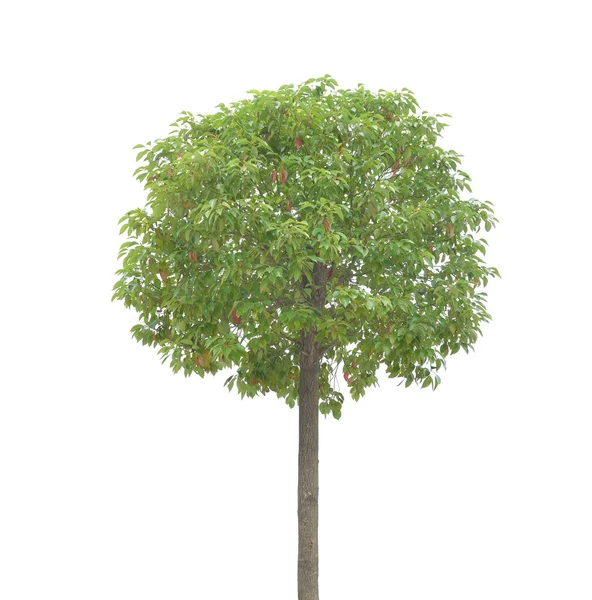 Plant tree — Stock Photo, Image