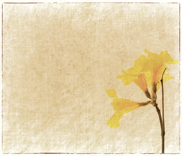 Gul blomma målade på gamla papper grunge bakgrund — Stockfoto
