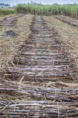 şeker kamışı alan