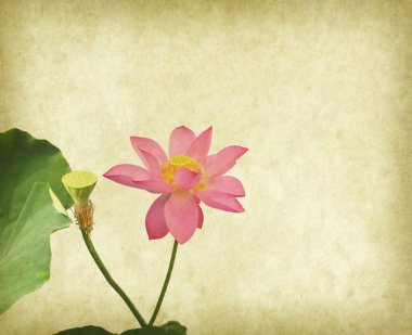 Su zambağı, grunge desenli arka planda