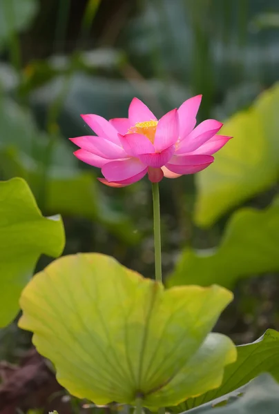 Flor de lótus em flor — Fotografia de Stock