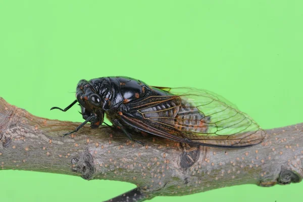 Cicada isolado em fundo verde — Fotografia de Stock