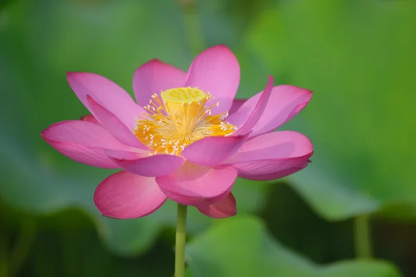 Floare de lotus înflorit — Fotografie, imagine de stoc