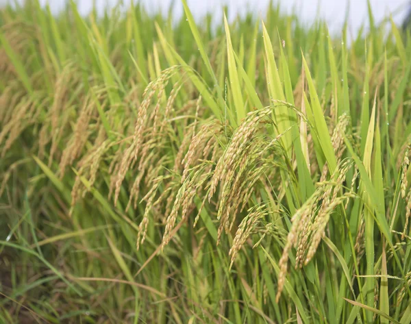 Дріб рисового поля і крапель — стокове фото