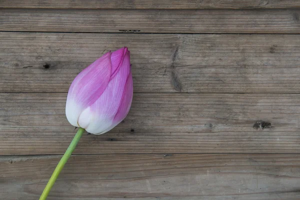Bukiet lotosu pąki na tle drewna — Zdjęcie stockowe