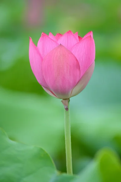 Blooming lotus flower — Stock Photo, Image