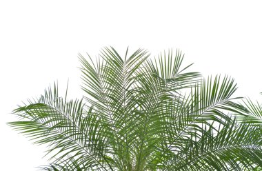 Beyaz arkaplanda izole edilmiş palmiye ağacı
