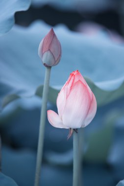 çiçek açan lotus çiçeği