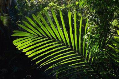 Yeşil palmiye yaprağı
