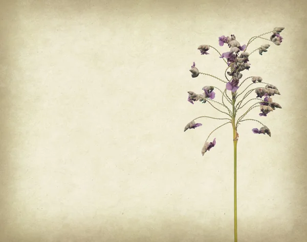 Bunch of purple flower on grunge textured background — Stock Photo, Image