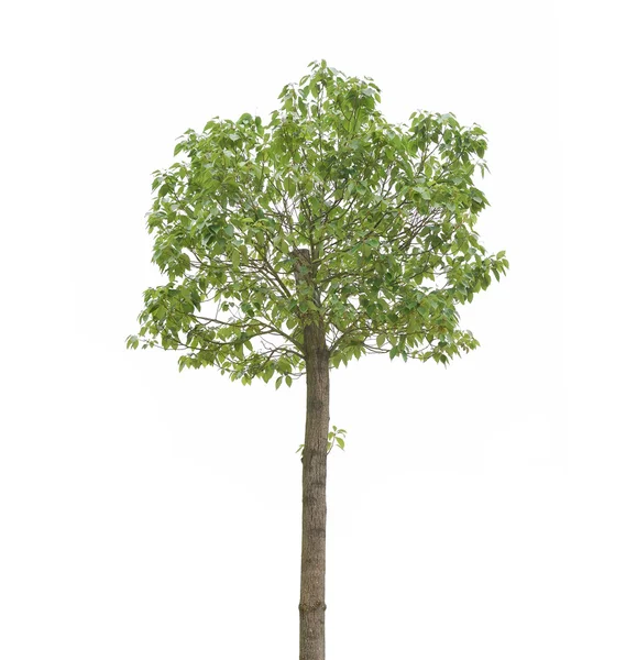 Plant tree — Stock Photo, Image