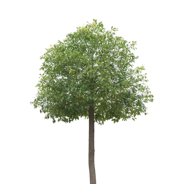 Rostlina strom — Stock fotografie