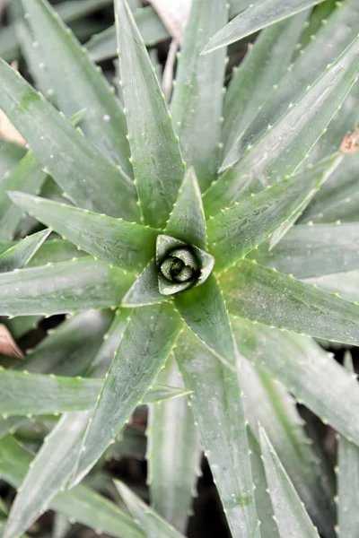 Sharp pointed agave plant leaves — Stock Photo, Image