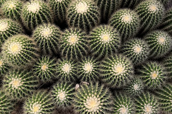 Sharp pointed agave plant leaves — Stock Photo, Image