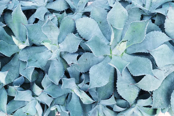 Agave cactus — Stock Photo, Image