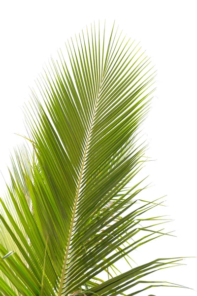 Palma isolata su sfondo bianco — Foto Stock