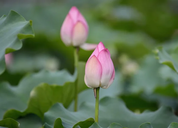 Blooming lotus flower — Stock Photo, Image