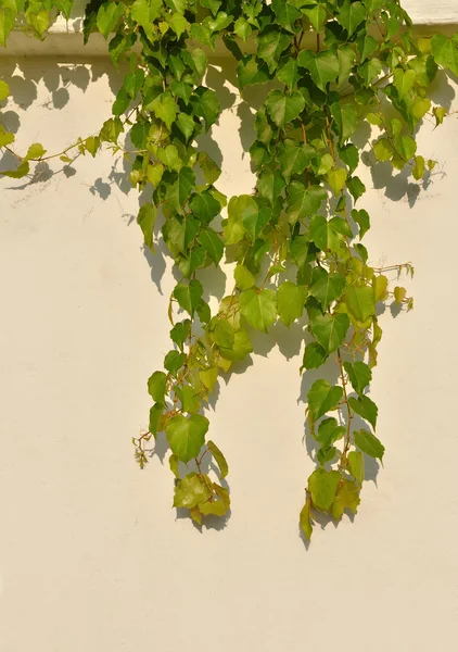 Folhas de hera isoladas em um fundo branco — Fotografia de Stock